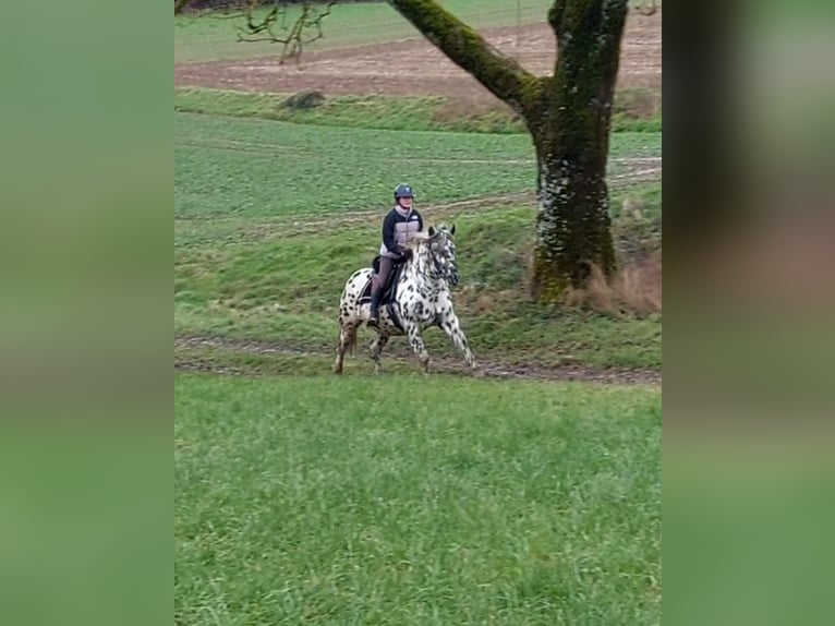 Noriker Hengst 5 Jahre 162 cm Tigerschecke in Wiesen