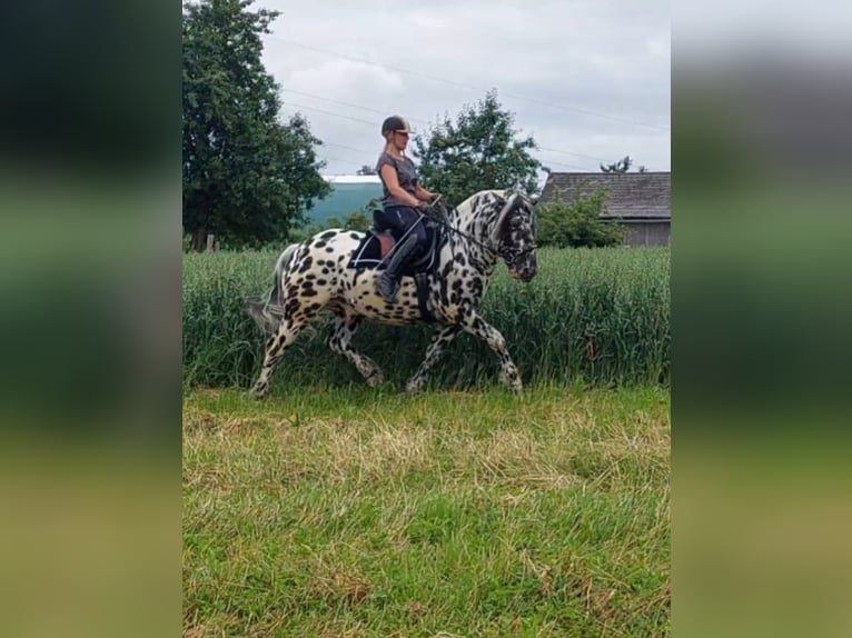 Noriker Hengst 5 Jahre 163 cm Tigerschecke in Wiesen