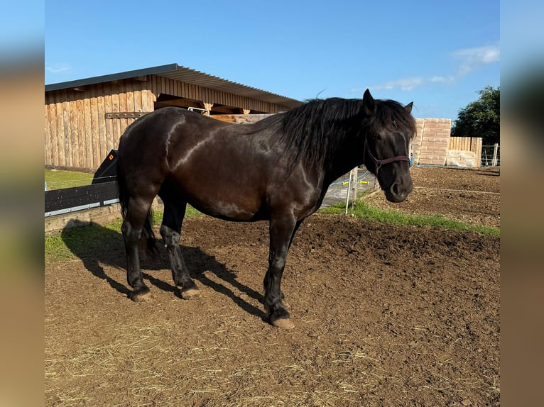 Noriker Hengst 6 Jahre 162 cm Rappe in Daleiden