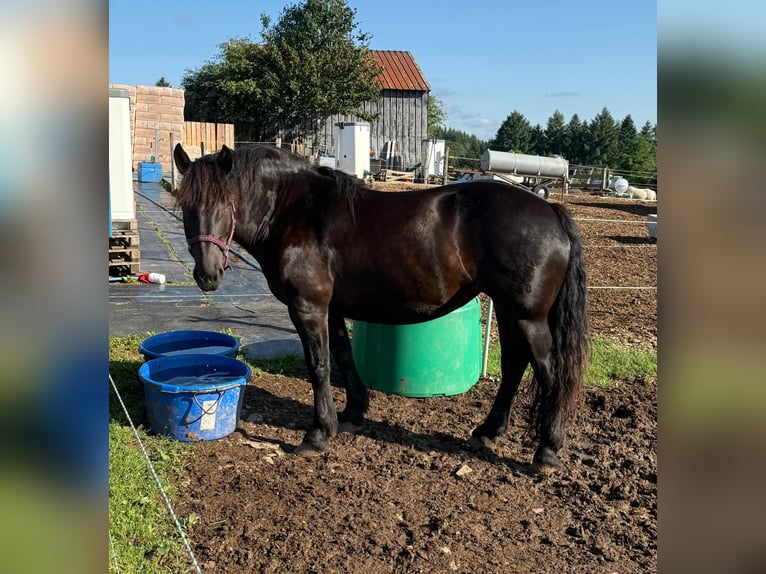 Noriker Hengst 6 Jahre 162 cm Rappe in Daleiden