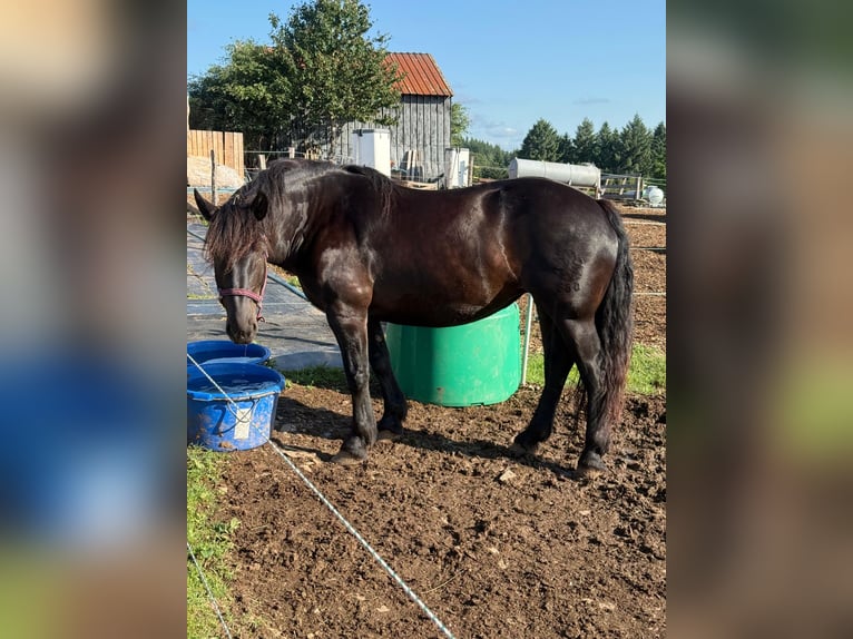 Noriker Hengst 6 Jahre 162 cm Rappe in Daleiden