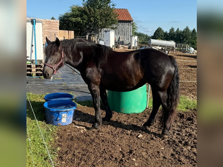 Noriker Hengst 6 Jahre 162 cm Rappe in Daleiden