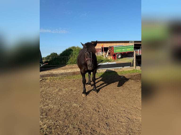 Noriker Hengst 6 Jahre 162 cm Rappe in Daleiden