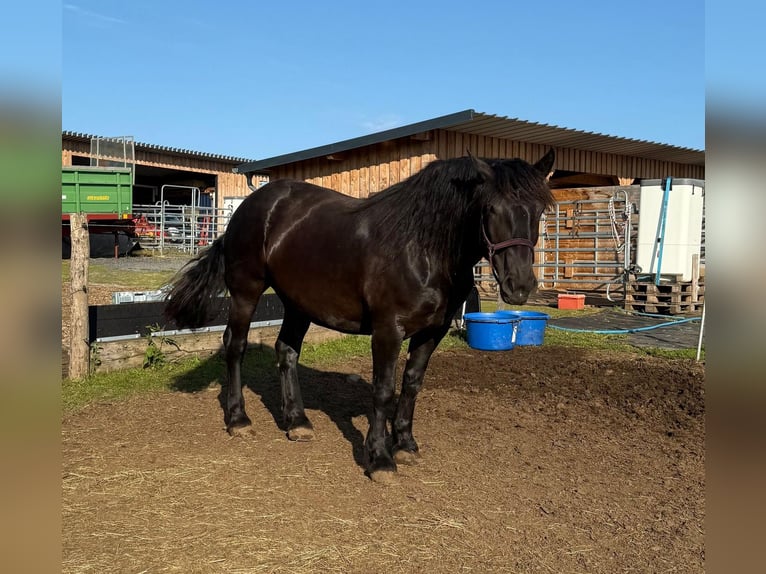 Noriker Hengst 6 Jahre 162 cm Rappe in Daleiden
