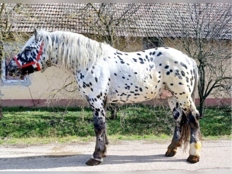 Noriker Hengst 6 Jahre in K&#xF6;r&#xF6;sladany