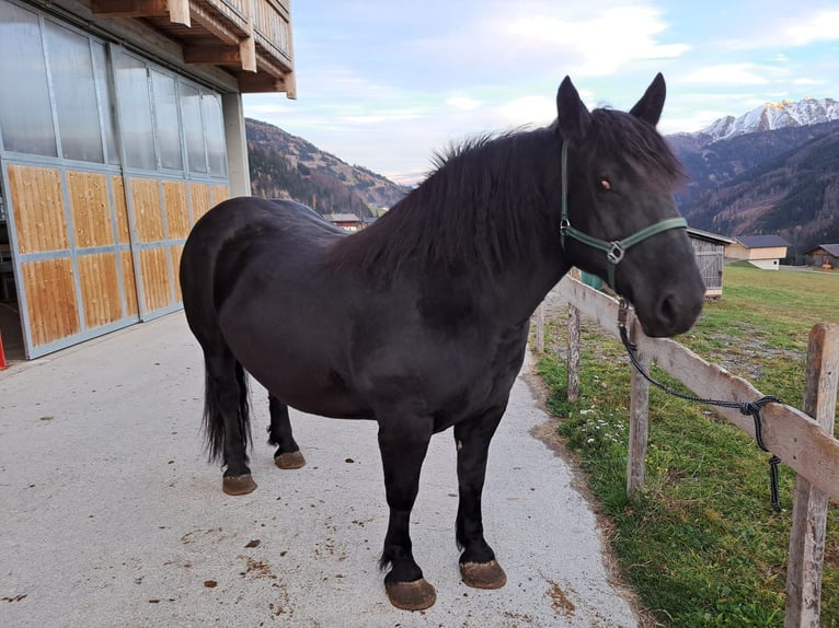 Noriker Hengst 8 Jahre 160 cm in Obertilliach