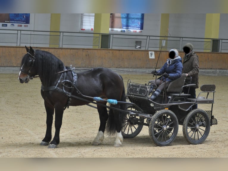 Noriker Hengst 9 Jaar 165 cm Donkerbruin in Bozen/Südtirol