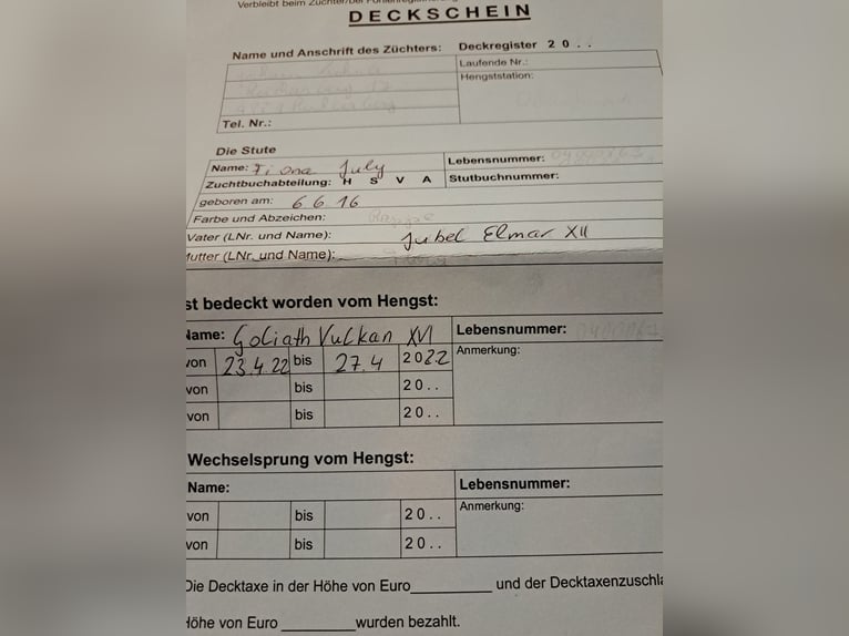 Noriker Hengst 9 Jahre 160 cm in Obertilliach