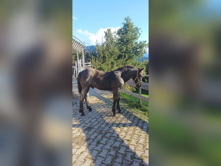 Noriker Hengst Fohlen (05/2025) 133 cm Blauschimmel in Sonthofen