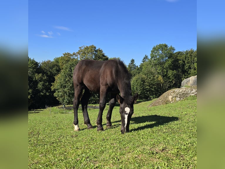 Noriker Hengst Fohlen (05/2025) 162 cm Rappe in Schwarzenberg