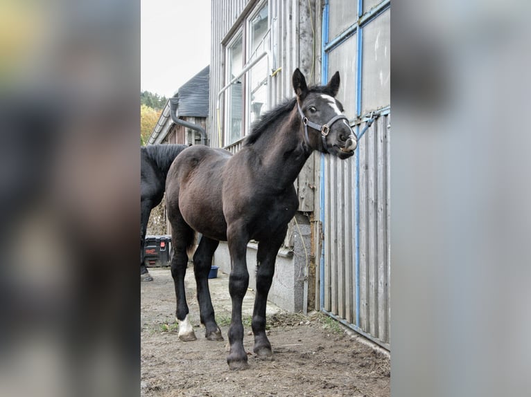 Noriker Hengst Fohlen (05/2025) 162 cm Rappe in Schwarzenberg