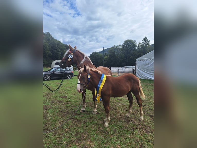 Noriker Hengst Fohlen (03/2025) 165 cm Dunkelfuchs in N&#xF6;hagen