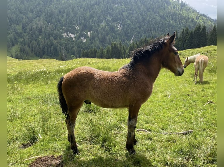 Noriker Hengst Fohlen (03/2024) Brauner in Bad Ischl