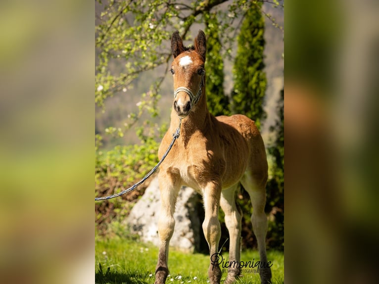 Noriker Hengst Fohlen (03/2024) Brauner in Bad Ischl