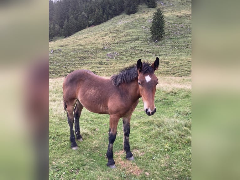 Noriker Hengst Fohlen (03/2024) Brauner in Bad Ischl