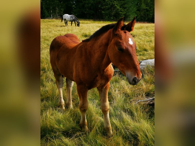 Noriker Hengst Fohlen (05/2024) Brauner in Krakaudorf