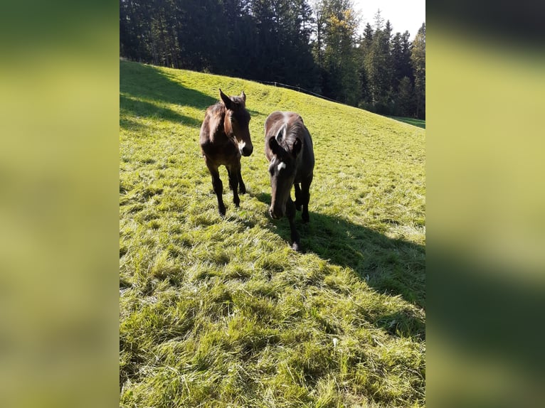 Noriker Hengst Fohlen (03/2024) Brauner in Oberwang