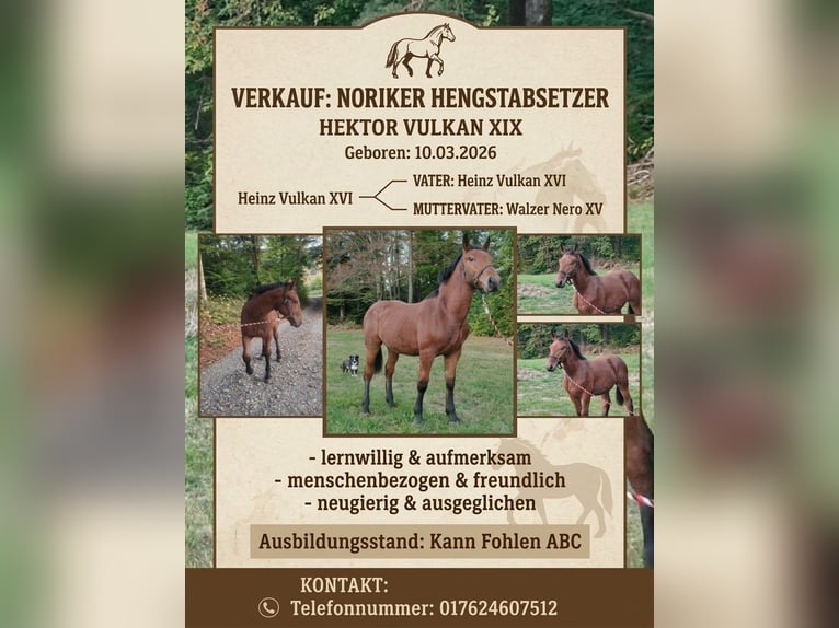 Noriker Hengst Fohlen (03/2026) Brauner in Bad Herrenalb