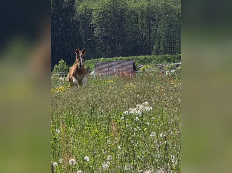 Noriker Hengst  Dunkelfuchs in Oberschütt