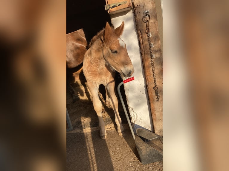 Noriker Hengst Fohlen (03/2024) Dunkelfuchs in Gams bei Hieflau