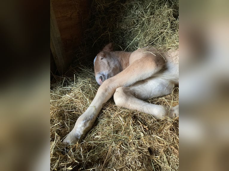 Noriker Hengst Fohlen (03/2024) Dunkelfuchs in Gams bei Hieflau