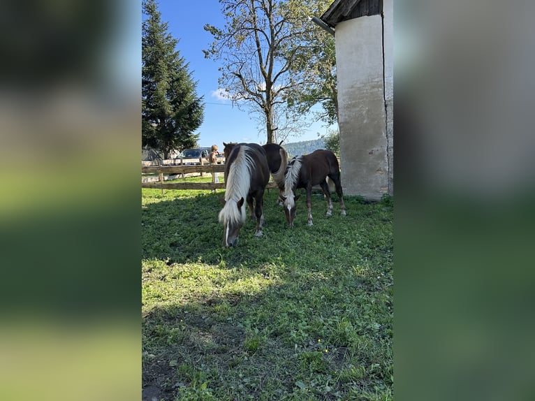 Noriker Hengst Fohlen (02/2025) Dunkelfuchs in Witsch