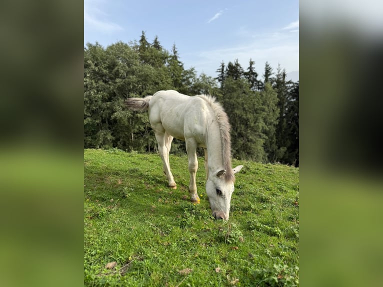 Noriker Hengst Fohlen (04/2026)  in Maishofen