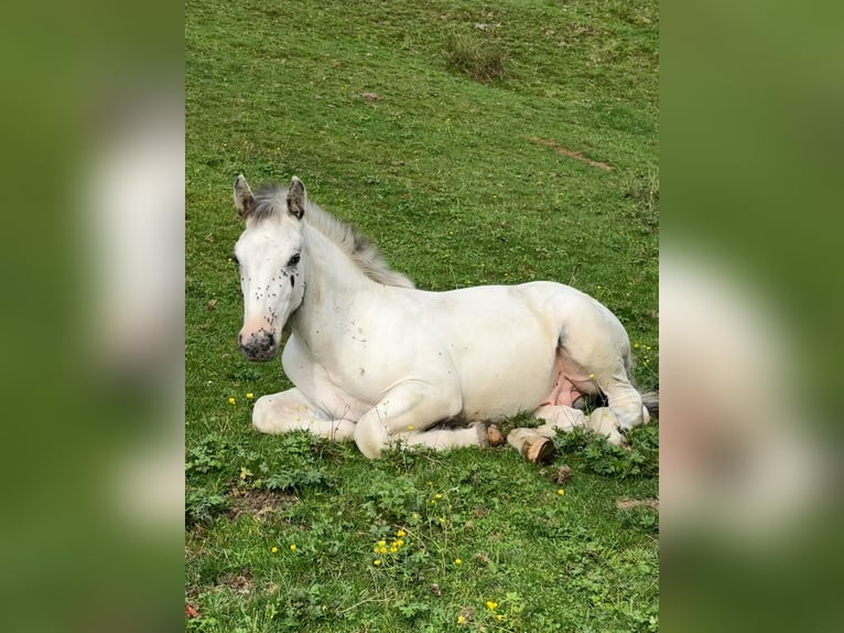 Noriker Hengst Fohlen (04/2026)  in Maishofen