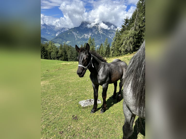 Noriker Hengst Fohlen (04/2026)  in Werfenweng