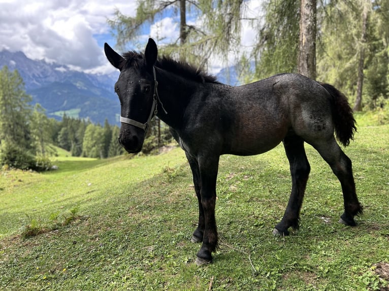 Noriker Hengst Fohlen (04/2026)  in Werfenweng