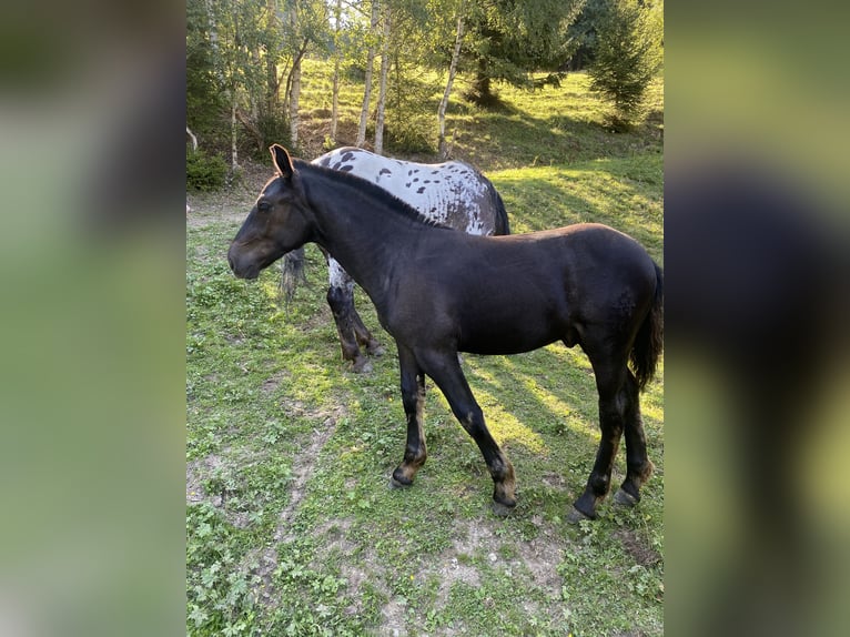 Noriker Hengst Fohlen (03/2026)  in Wegberg