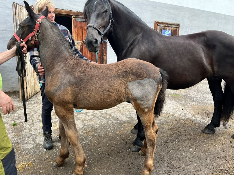 Noriker Hengst Fohlen (03/2026)  in Wegberg