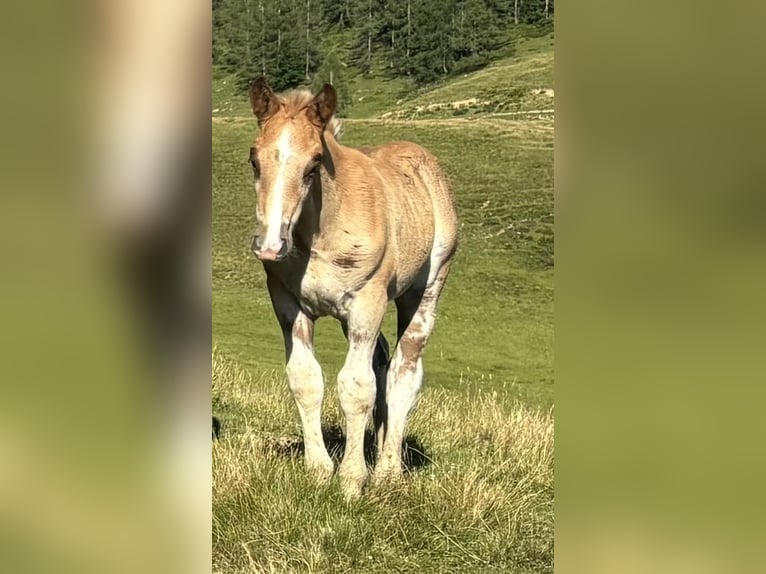 Noriker Hengst Fohlen (01/2026) Fuchs in AhornBad Ischl