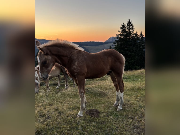 Noriker Hengst Fohlen (01/2026) Fuchs in Bad Ischl