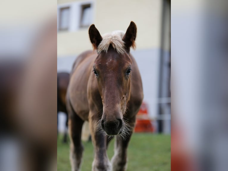 Noriker Hengst Fohlen (01/2026) Fuchs in Wernberg