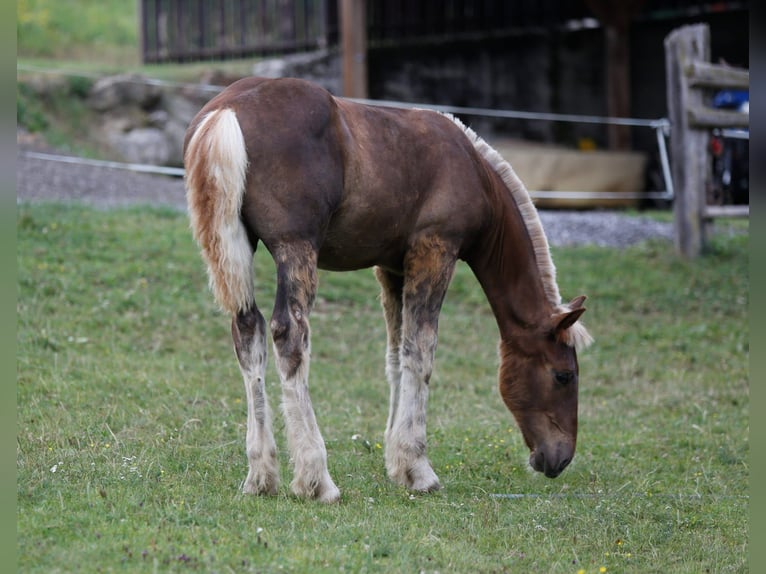 Noriker Hengst Fohlen (01/2026) Fuchs in Wernberg