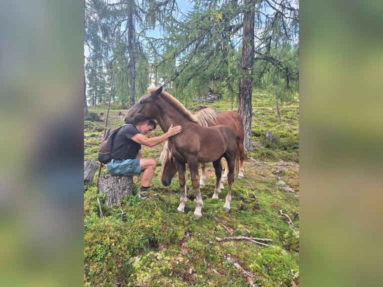 Noriker Hengst Fohlen (04/2025) Fuchs in St.Johann im Pongau