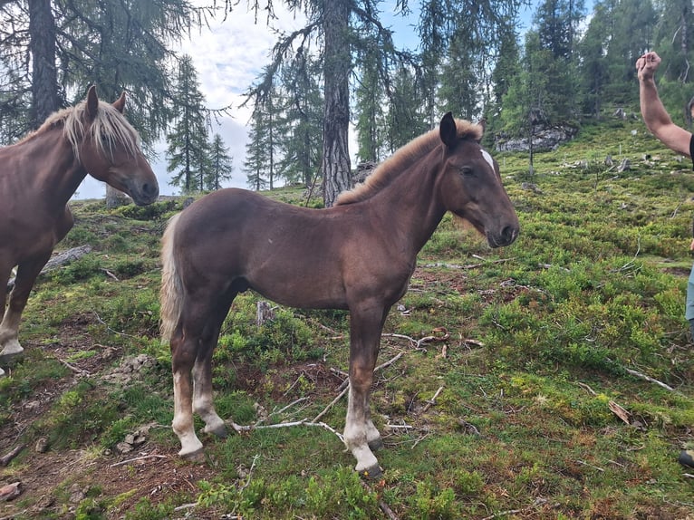 Noriker Hengst Fohlen (04/2025) Fuchs in St.Johann im Pongau