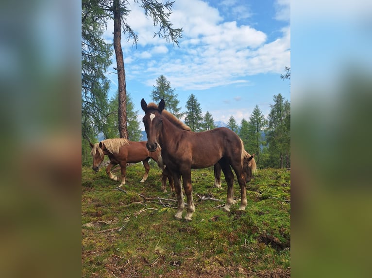 Noriker Hengst Fohlen (04/2025) Fuchs in St.Johann im Pongau