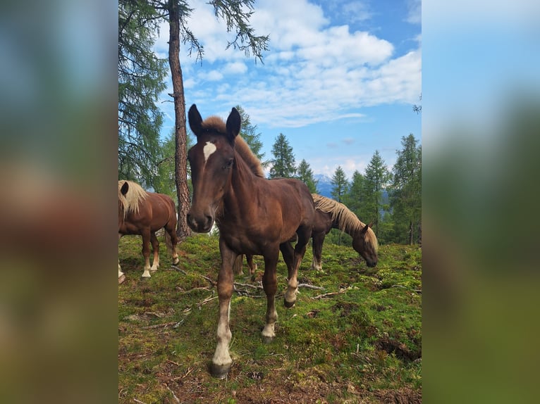 Noriker Hengst Fohlen (04/2025) Fuchs in St.Johann im Pongau