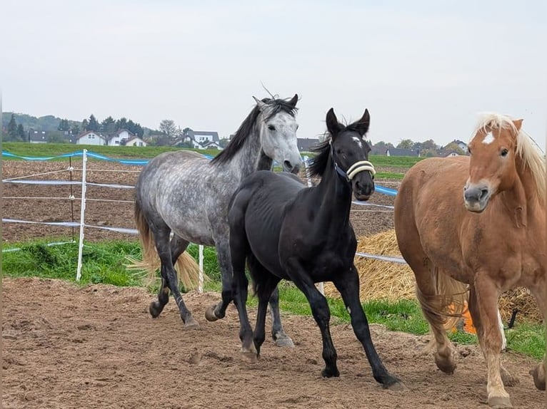 Noriker Hengst Fohlen (04/2025) Rappe in Alsbach-H&#xE4;hnlein