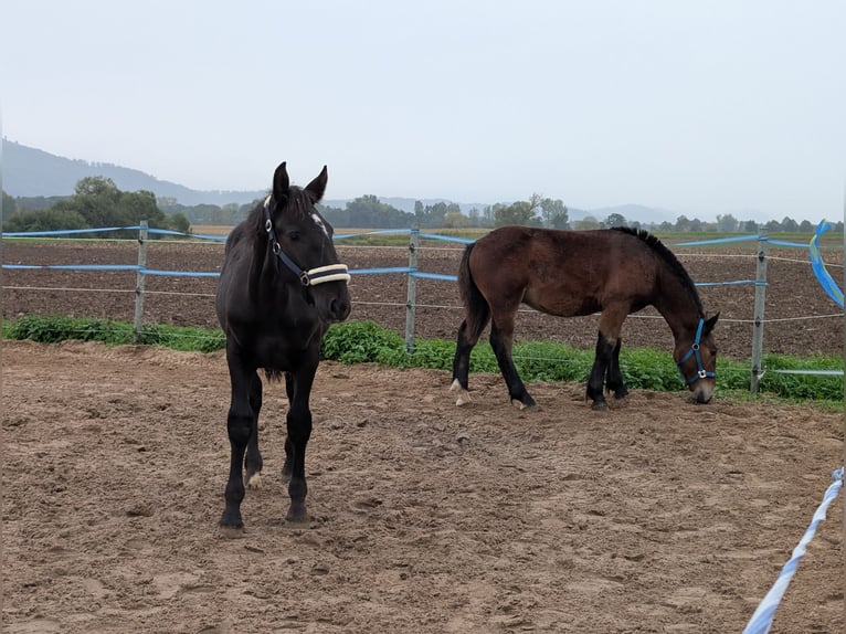 Noriker Hengst Fohlen (04/2025) Rappe in Alsbach-H&#xE4;hnlein