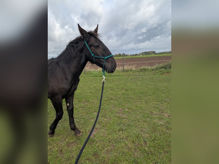 Noriker Hengst Fohlen (04/2025) Rappe in Alsbach-H&#xE4;hnlein