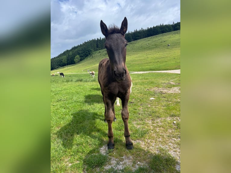 Noriker Hengst Fohlen (02/2026) Rappe in Zell am Moos
