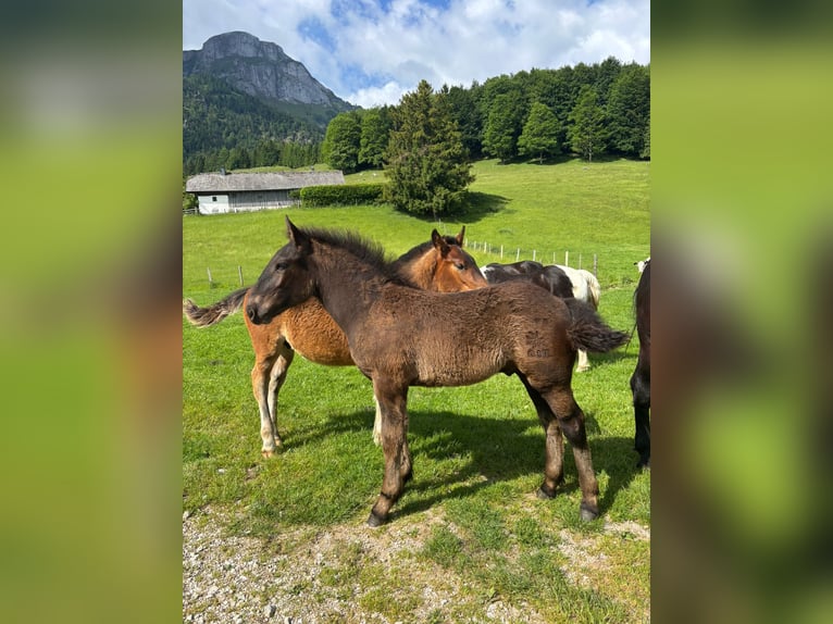 Noriker Hengst Fohlen (02/2026) Rappe in Zell am Moos