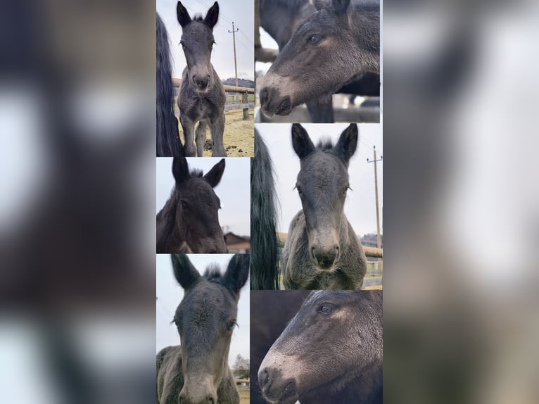 Noriker Hengst Fohlen (02/2026) Rappe in Zell am Moos