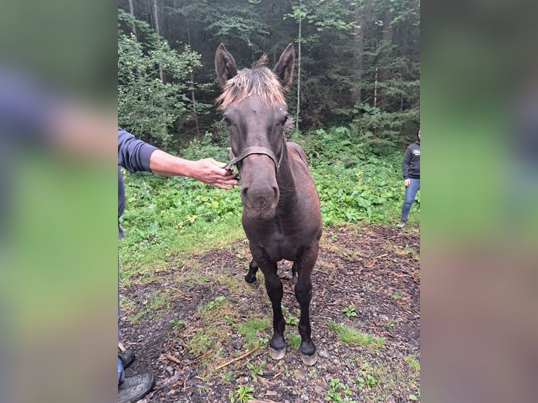 Noriker Hengst Fohlen (02/2024) Rappe in dornbirn