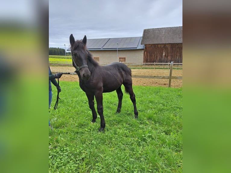 Noriker Hengst Fohlen (05/2024) Rappe in Pettenbach