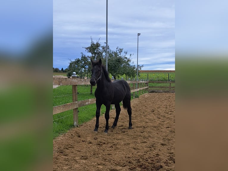 Noriker Hengst Fohlen (05/2024) Rappe in Pettenbach