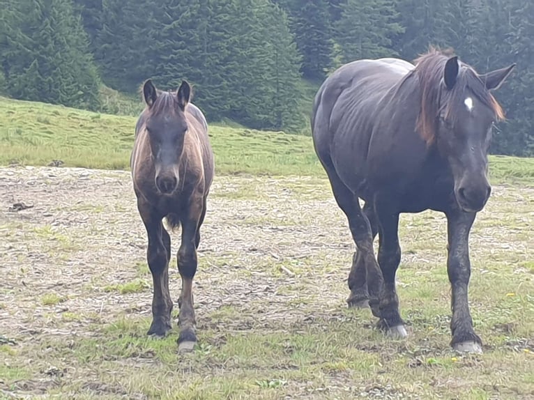 Noriker Hengst Fohlen (04/2024) Rappe in Schwarzach